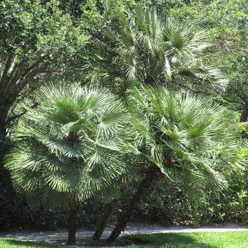 Palm Tree Catalog  (will have hundreds to view - work in progress)