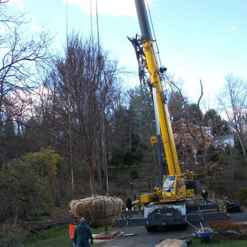 Planting Specimen Trees