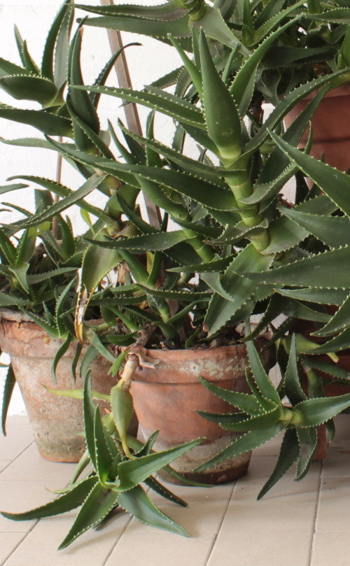 big climbing aloe