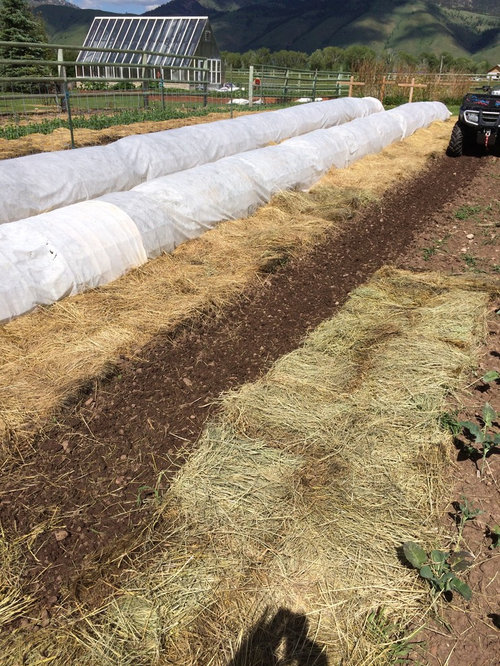 Wide Row Planting Carrots, Beets, Peas & Beans