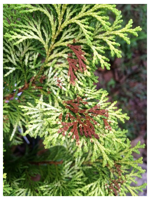 Hinoki Cypress browning?
