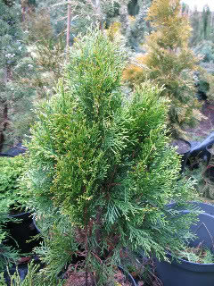 Golden forms of Thuja occ. Smaragd | Houzz Forum