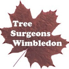 Tree Surgeons Wimbledon