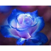 Karen Lahey's photo