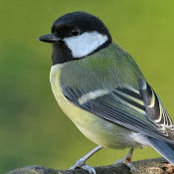Photo de Saeid Shekarchi