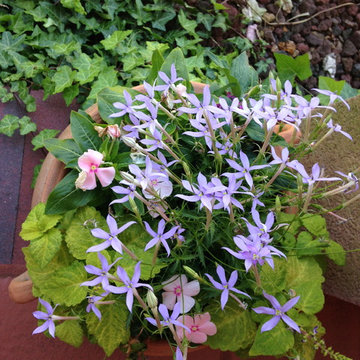 Container Gardens