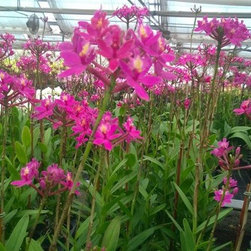 orchids - Products