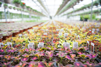 Our Greenhouse