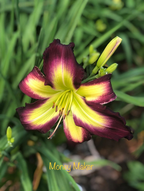 Springan Ffo New FFO blooms and new favorites | Houzz Forum