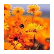 Aliya Jarral's photo