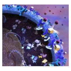HCK enzyme - Products