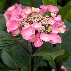 Abracadabra&reg; Star Bigleaf Hydrangea - Plants