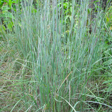 Great Design Plant: Little Bluestem