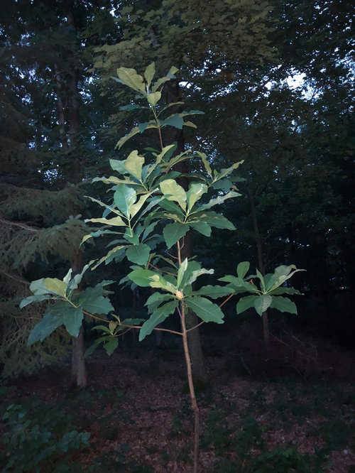 Magnolia Tripetala