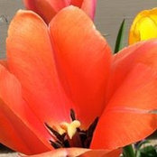 Foto de Julie Evershed