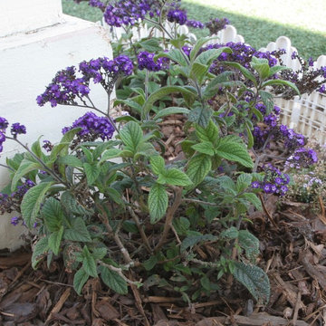 Kid Friendly Garden