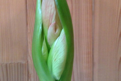 reblooming amaryllis