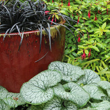 Patio Planting