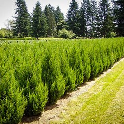 Spartan Juniper - Products