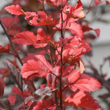 Plants for our yard
