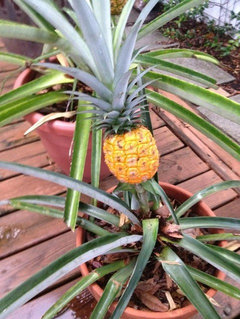 pineapple basil plant Pineapple Sage main image 1
