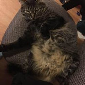 Heather Yeats's photo