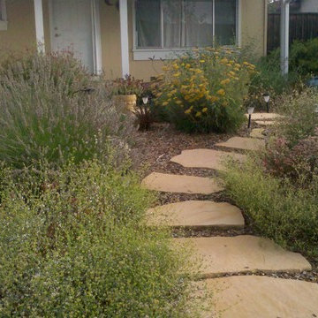 Lawn Alternative Plantings