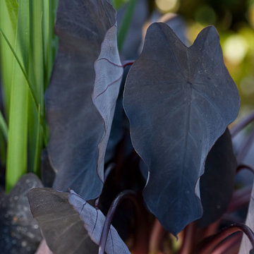 Little Black Magic™ Dwarf Elephant Ear Colocasia esculenta Little Black Magic™