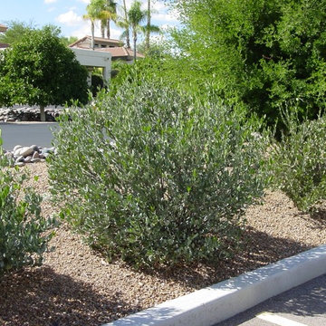 Southwestern Plants
