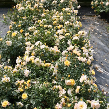 Oso Easy® Italian Ice Landscape Roses