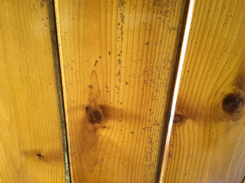 Mold On Outdoor Cedar Ceiling W Polyurethane Coating