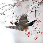 Robin Burden's photo