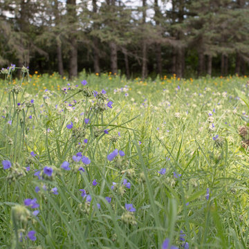 Grant Pastures