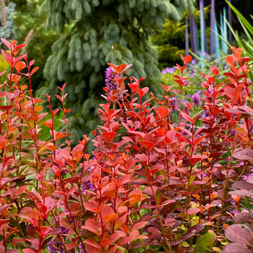 'Orange Rocket' barberry