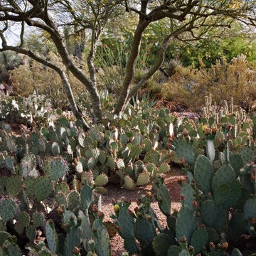 Prickly Pear Forest