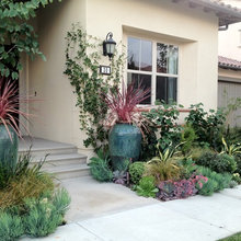 plants