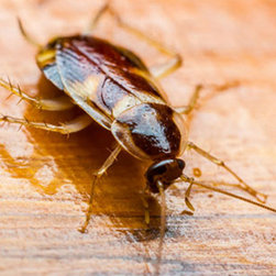 Pest Control Craigie - Products