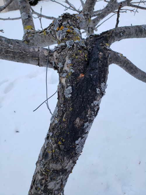 Identifying Black Marking on Apple Trees, Disease