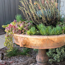 SUCCULENTS - POTS & WALLS - Products