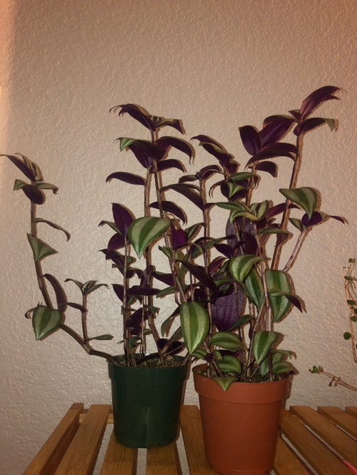 why are my inch plants sticking straight upwards