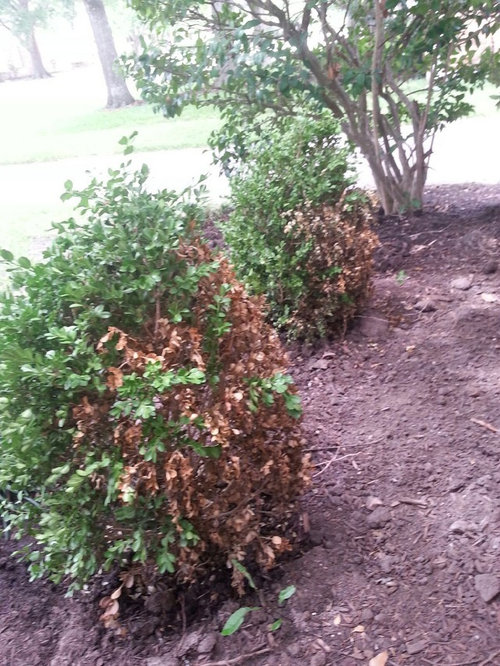 Japanese Boxwood is brown on one side only