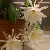 Kiyoshi Terazawa's photo