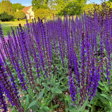 Lakeside Color Garden