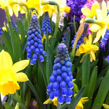 Muscaris et jonquilles,