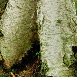 Base of Birch - Artwork