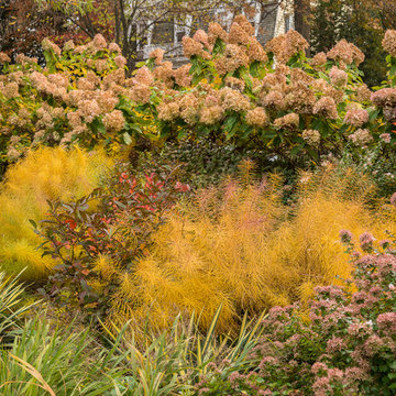 Amsonia and limelight hydrangeas in fall