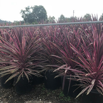 Local Nurseries