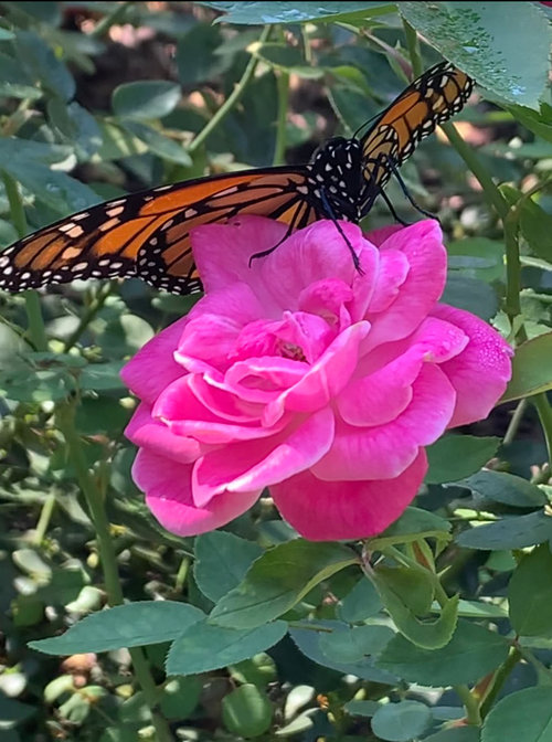Roses that attract pollinators