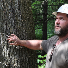 Glastonbury Tree Care