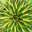 Serra Gardens Landscape Succulents